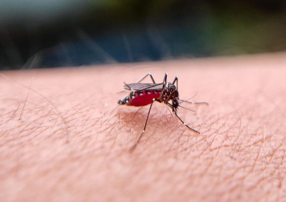 Dominican Republic reports 171 dengue cases in 2026 as incidence declines