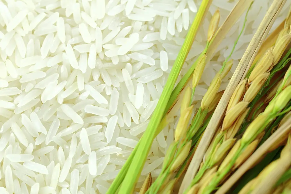 Dominican Rice Is Security Issue, 19 October
